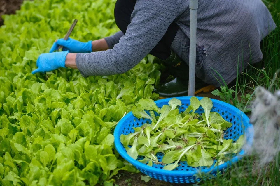 Kệ thuốc bảo vệ thực vật